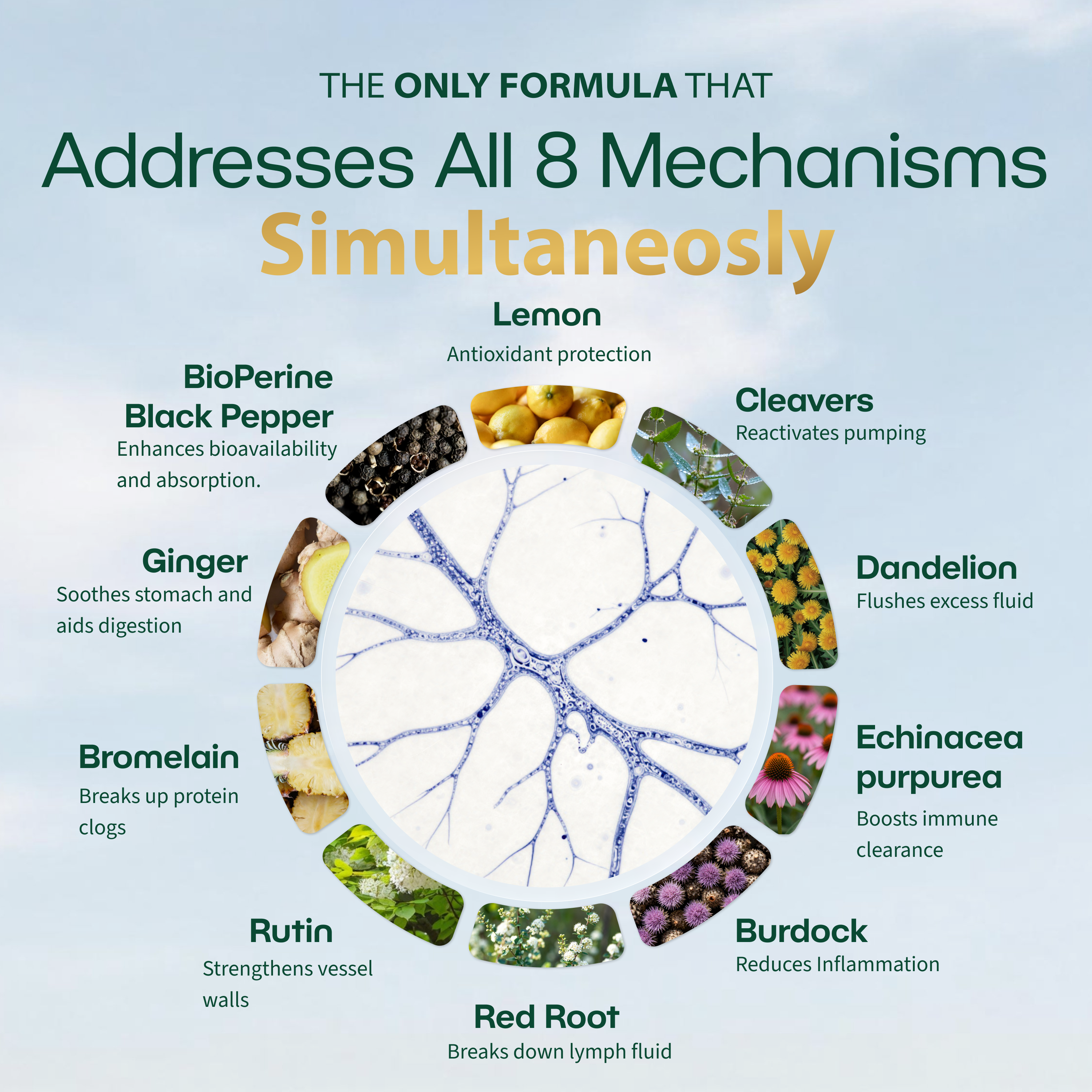 New Maximum Potency Formula - Lymphatic Drainage Capsules by Lymphelle™