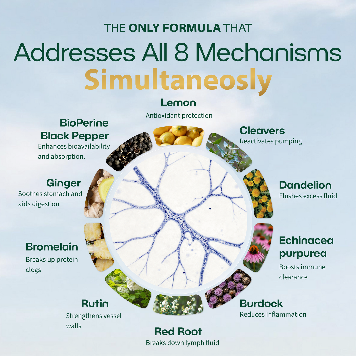 New Maximum Potency Formula - Lymphatic Drainage Capsules by Lymphelle™