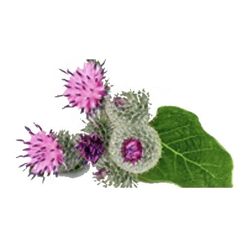 Burdock plant with purple thistle flowers