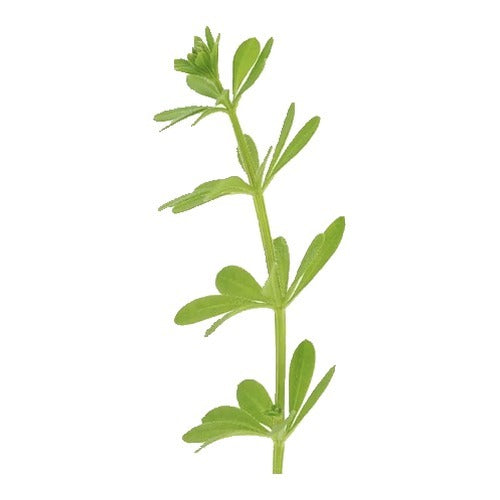 Fresh cleavers herb sprig