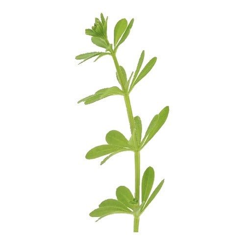 Fresh cleavers herb sprig